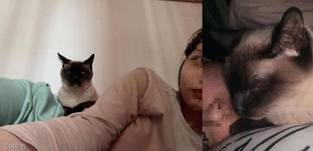 ⓒ노트펫