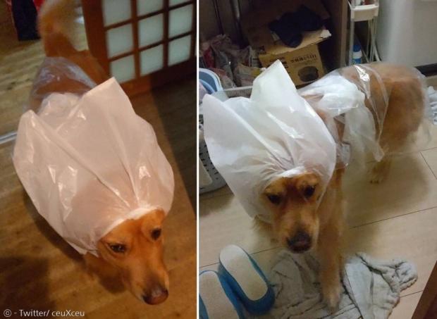 견주가 부재 중인 사이에 엄마가 아르토의 비옷을 직접 비닐봉투로 만들어 입히셨다.