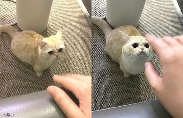 ⓒ노트펫