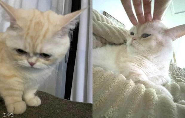 ⓒ노트펫