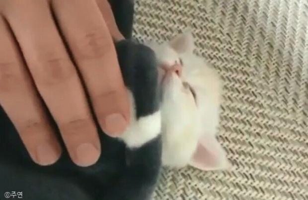 ⓒ노트펫