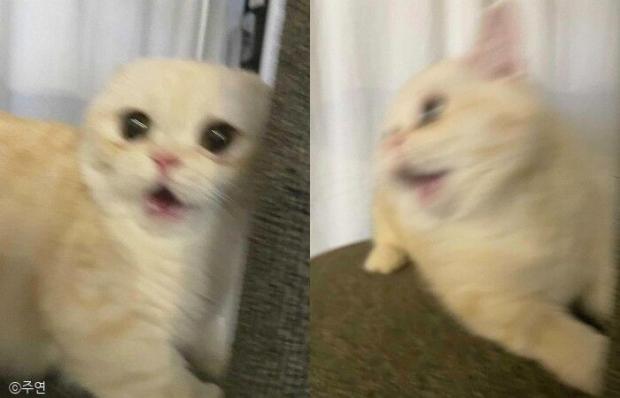 ⓒ노트펫