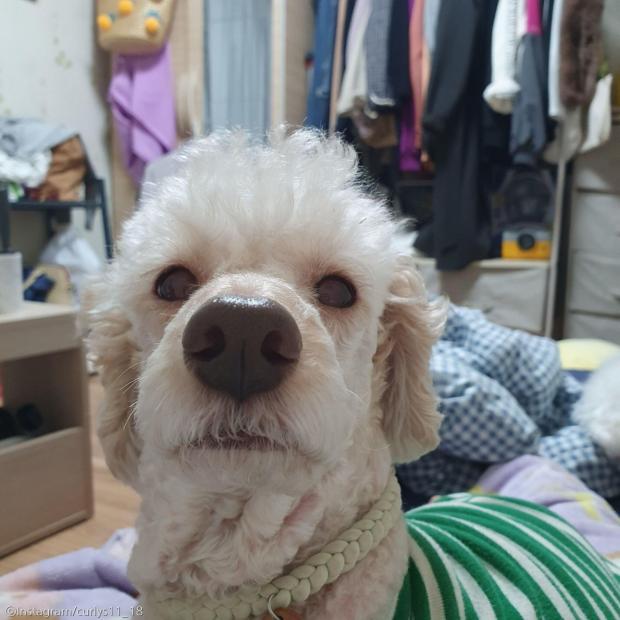 ⓒ노트펫