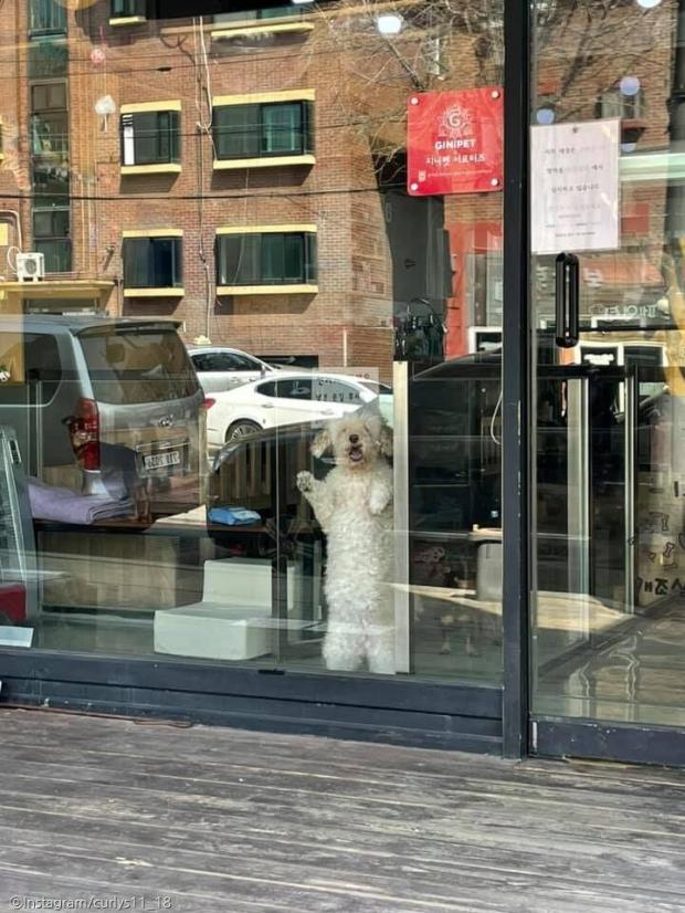 ⓒ노트펫