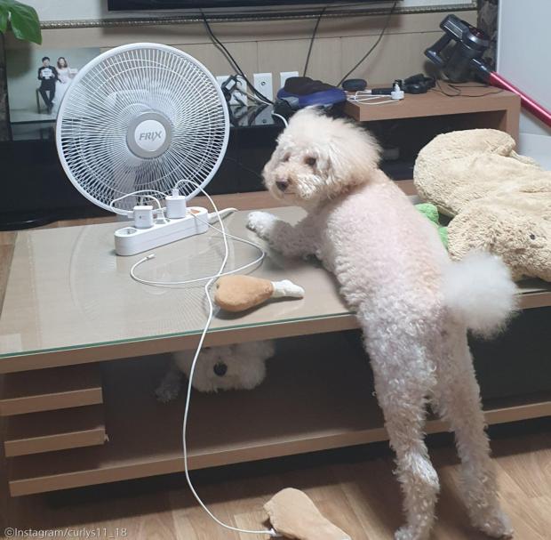 ⓒ노트펫