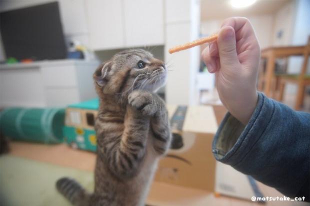 마츠타케가 두 발을 모으고 공손하게 간식을 달라고 부탁했다. [출처: Twitter/ matsutake_cat]