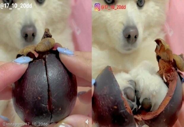 ⓒ노트펫