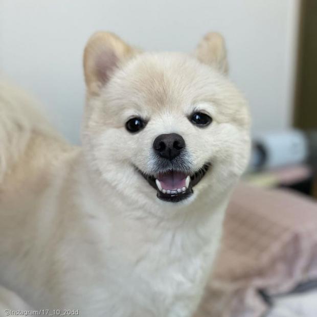 ⓒ노트펫
