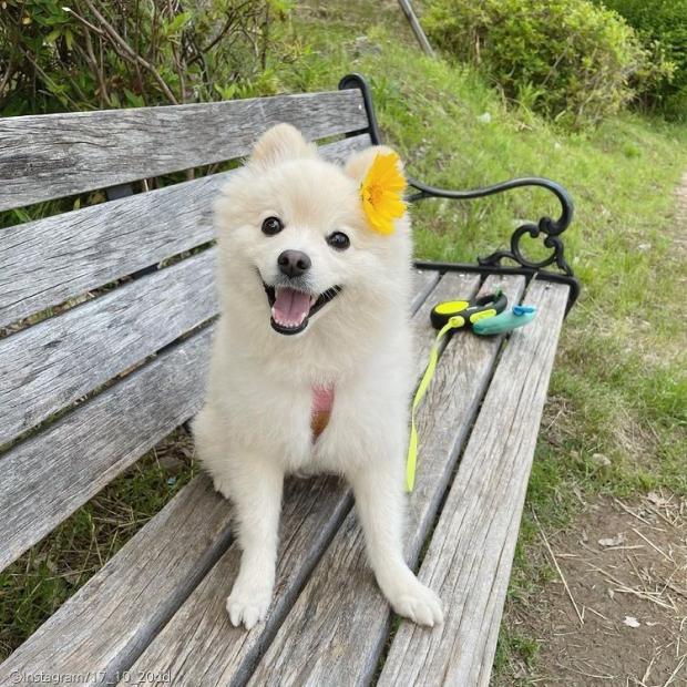 ⓒ노트펫