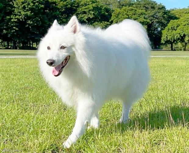 보호자와 함께 공원으로 산책을 나온 스피츠 '마오진'