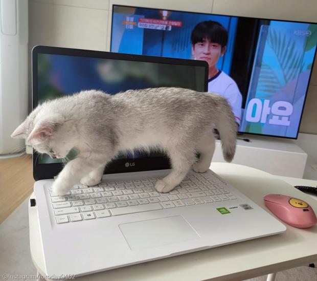 ⓒ노트펫