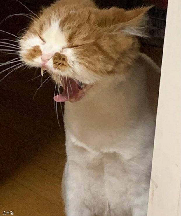 ⓒ노트펫
