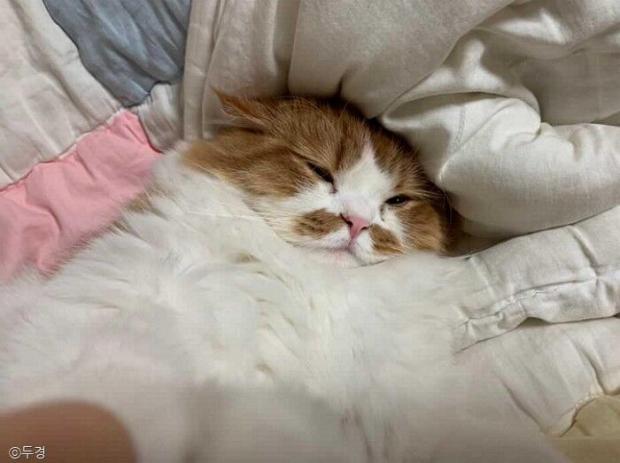 ⓒ노트펫
