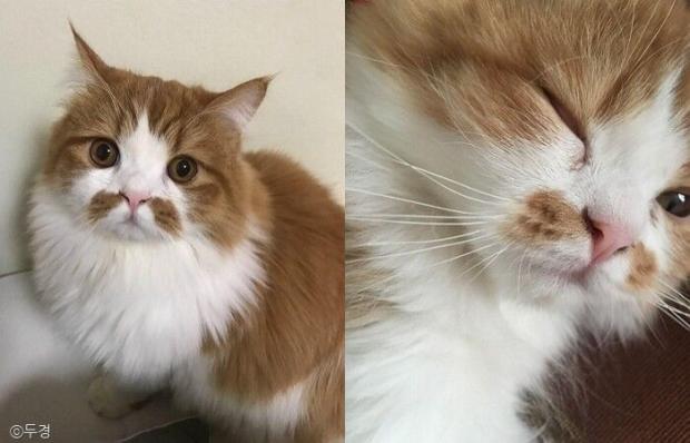 ⓒ노트펫