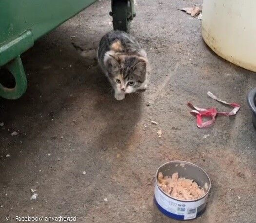 쓰레기통 옆에서 혼자 살던 새끼고양이 먼치.