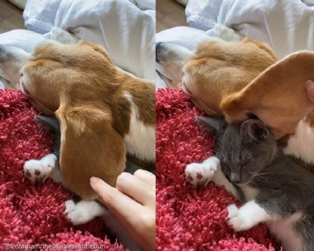 ⓒ노트펫