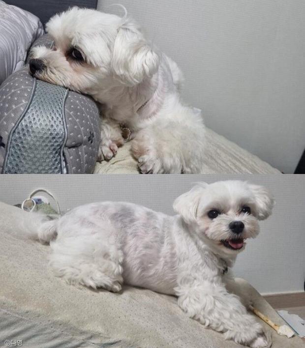 ⓒ노트펫