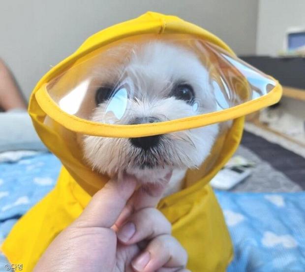 ⓒ노트펫