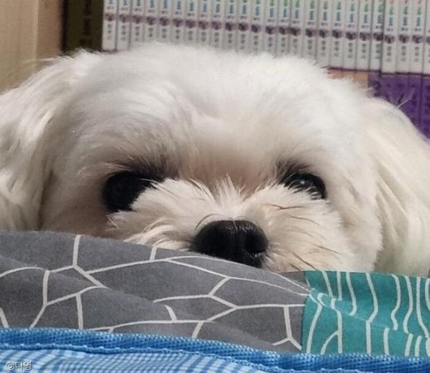ⓒ노트펫