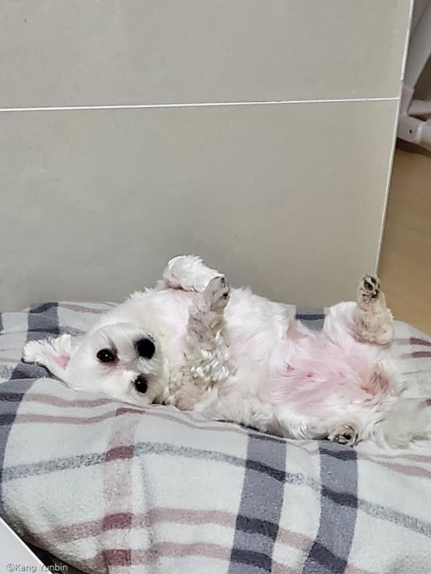 ⓒ노트펫