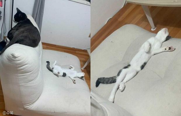ⓒ노트펫