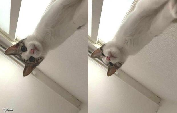 ⓒ노트펫