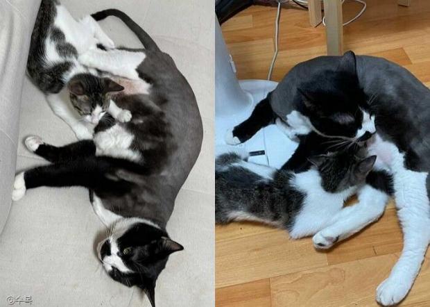 ⓒ노트펫