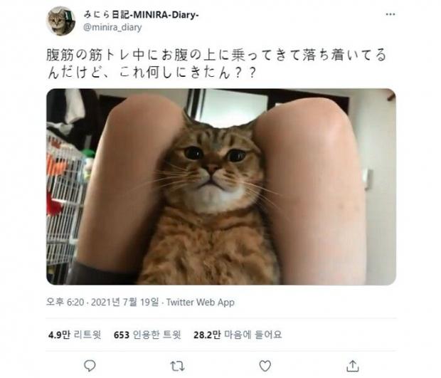 ⓒ노트펫