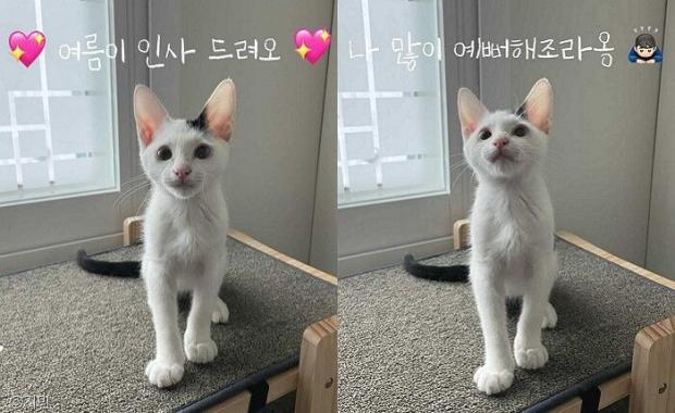 ⓒ노트펫