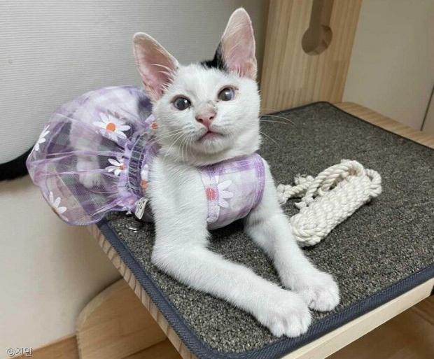 ⓒ노트펫