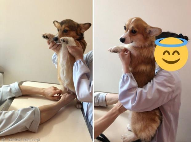 성견들이 진찰받은 모습은 또 다른 매력이 있다.