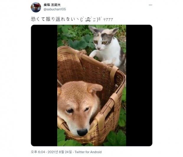 ⓒ노트펫