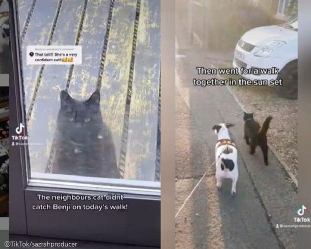 ⓒ노트펫