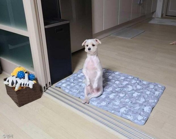 ⓒ노트펫