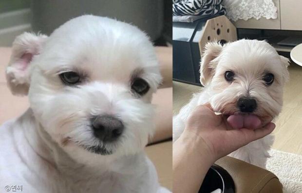 ⓒ노트펫
