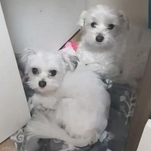 ⓒ노트펫