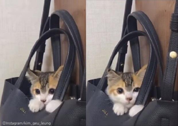 ⓒ노트펫