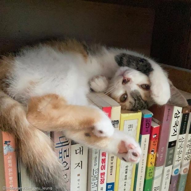 ⓒ노트펫