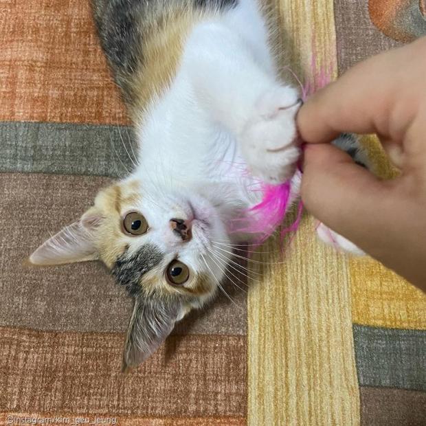 ⓒ노트펫