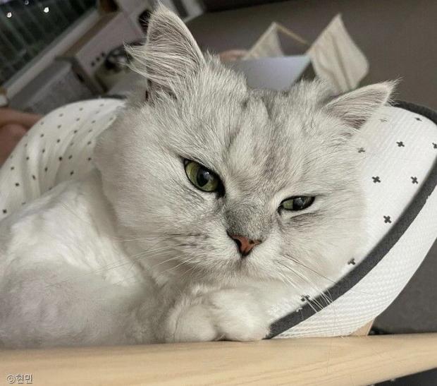 ⓒ노트펫
