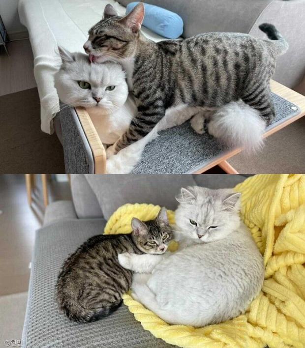 ⓒ노트펫