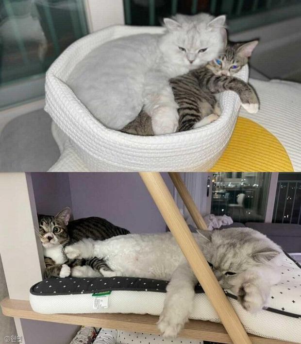 ⓒ노트펫