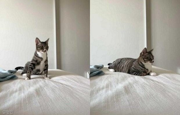 ⓒ노트펫