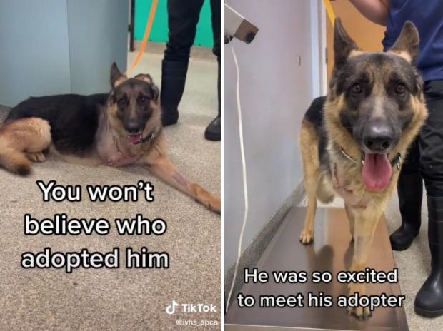 오른쪽 앞발을 잃은 저먼 셰퍼드. [출처: TikTok/ ivhs_spca]