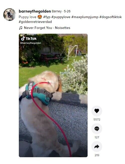 ⓒ노트펫