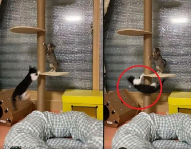 ⓒ노트펫
