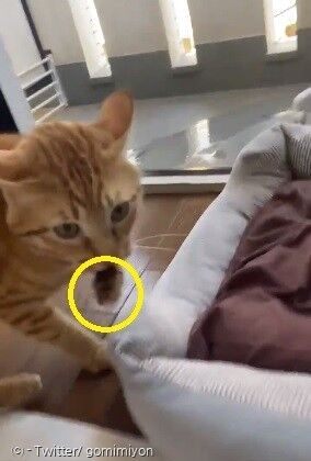 격렬하게 우는 매미(노란 원)를 물고, 집사에게 빠르게 다가온 고양이. 집사는 비명을 지르며 도망쳤다. [출처: Twitter/ gomimiyon]
