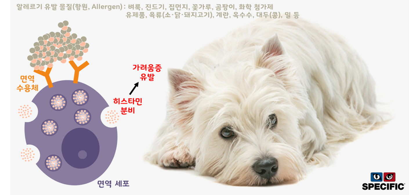 강아지 알레르기
