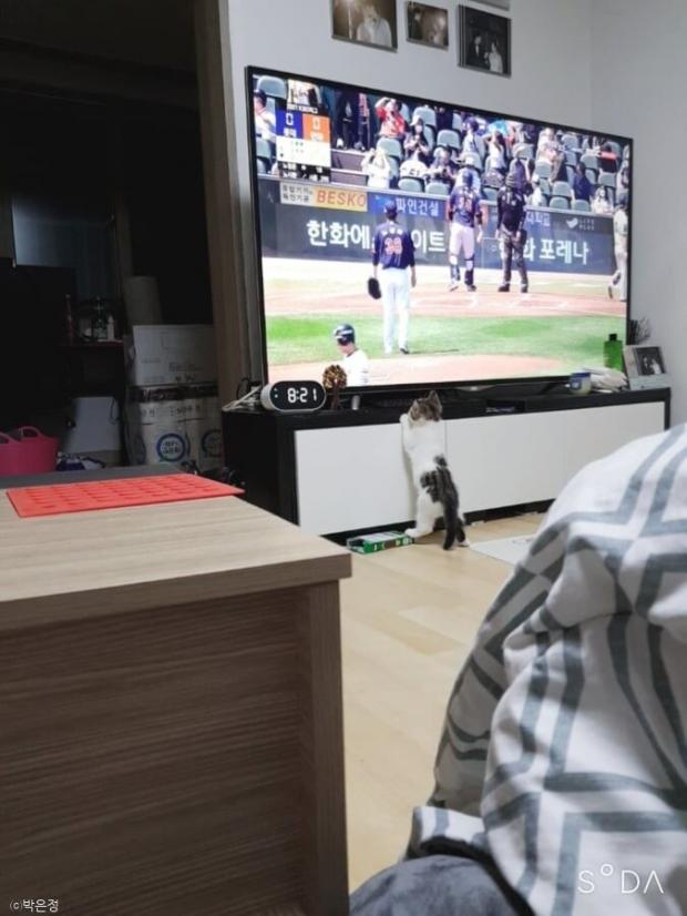 ⓒ노트펫