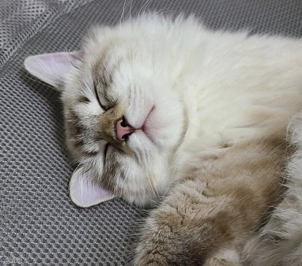 ⓒ노트펫